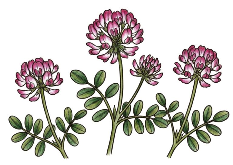 レンゲの花の塗り絵 カラー見本 無料ダウンロード