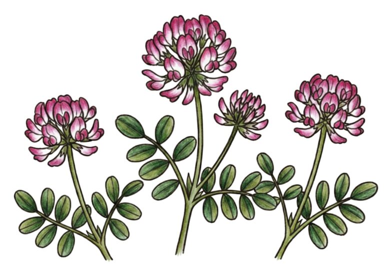 レンゲの花の塗り絵イラスト