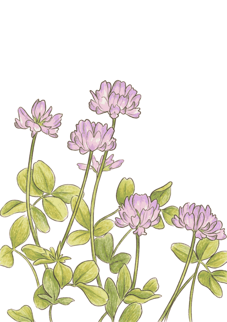 れんげ草の塗り絵 カラー見本 無料ダウンロード