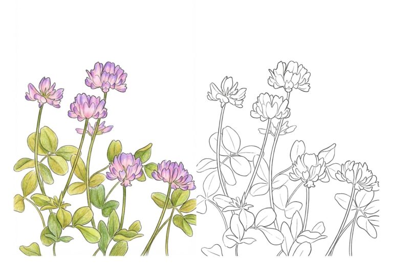 れんげ草の塗り絵イラスト