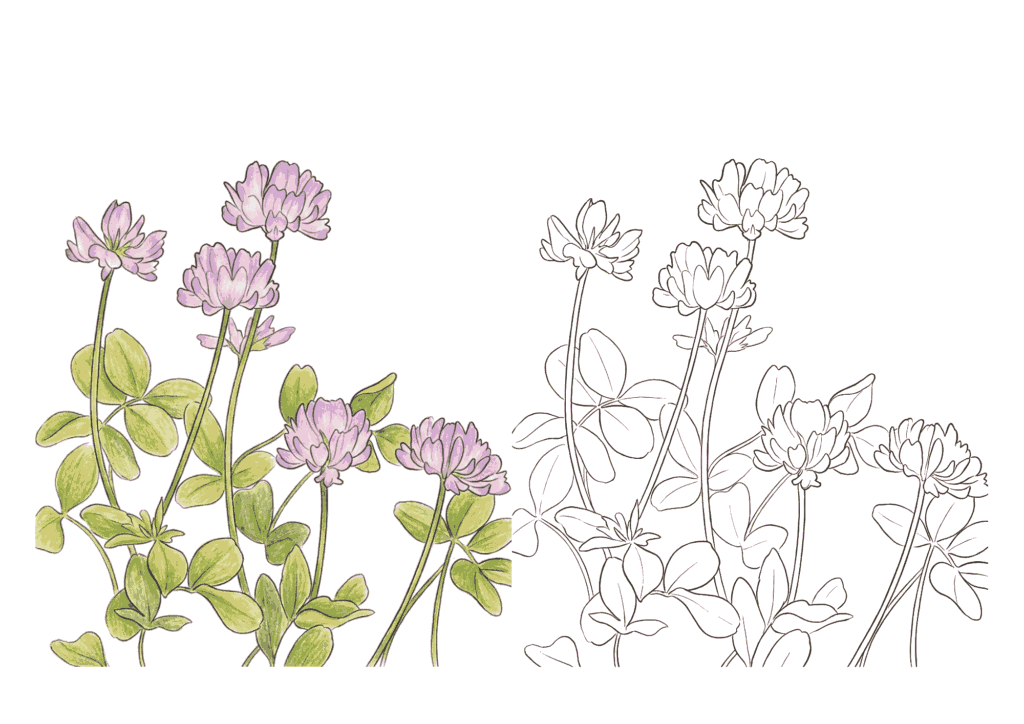 れんげ草の塗り絵イラスト無料ダウンロードフリー画像素材