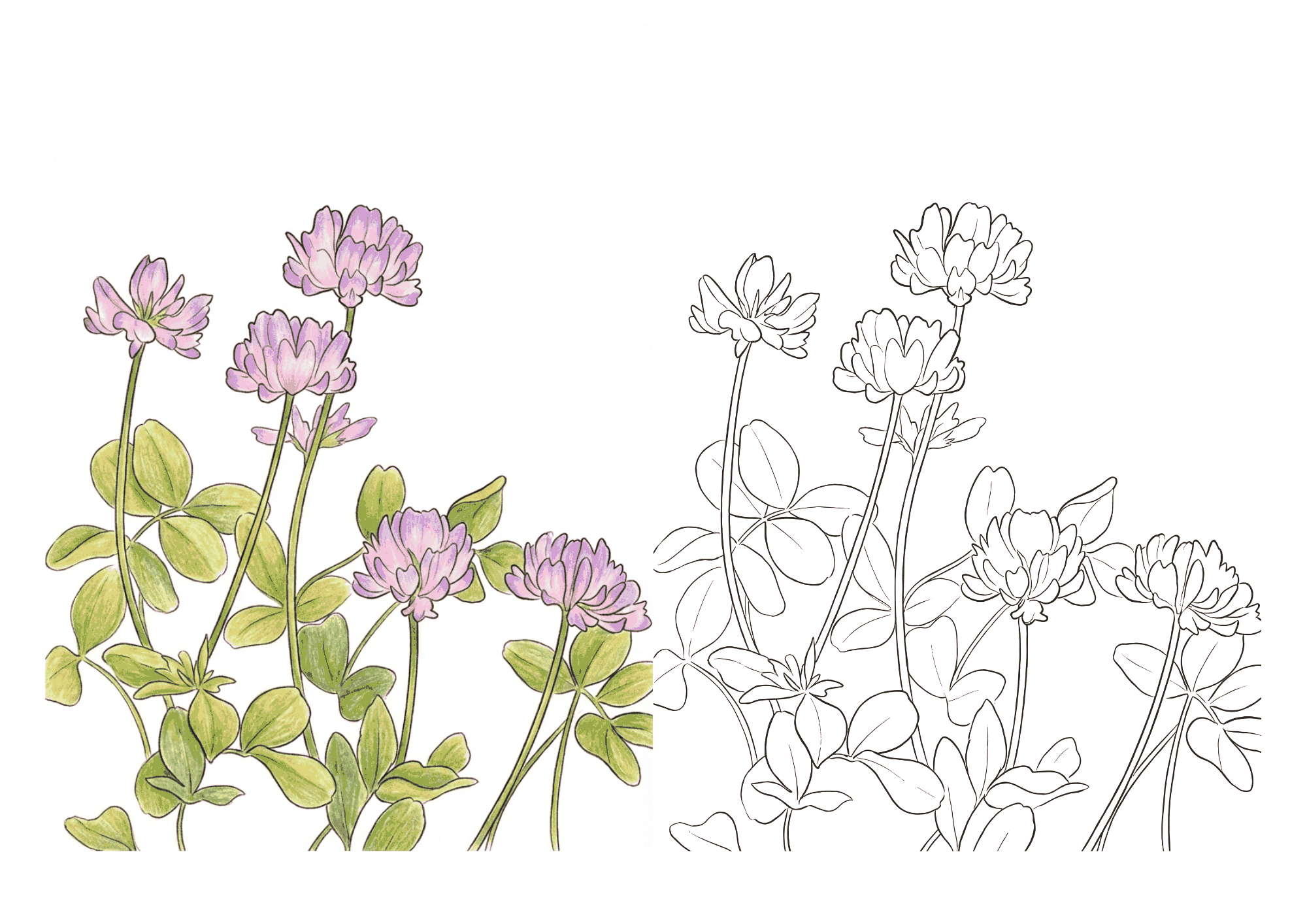れんげ草の塗り絵イラスト無料ダウンロードフリー画像素材