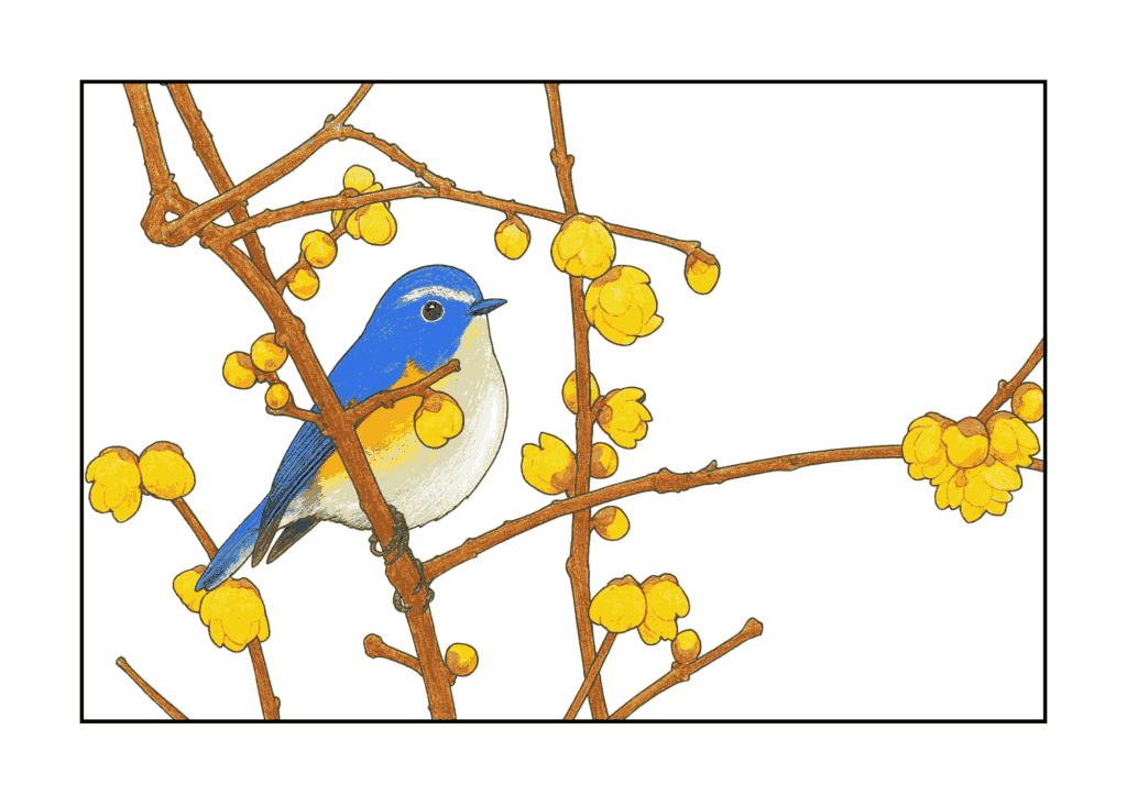 ルリビタキと蝋梅の枝の無料ぬりえイラスト｜高齢者向け｜塗りやすい｜冬の風景｜ダウンロード