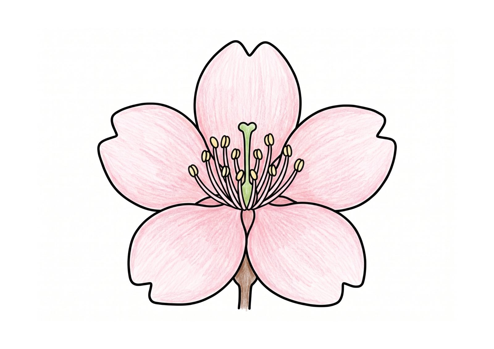 サクラの花の塗り絵イラスト カラー見本(無料・印刷OK)