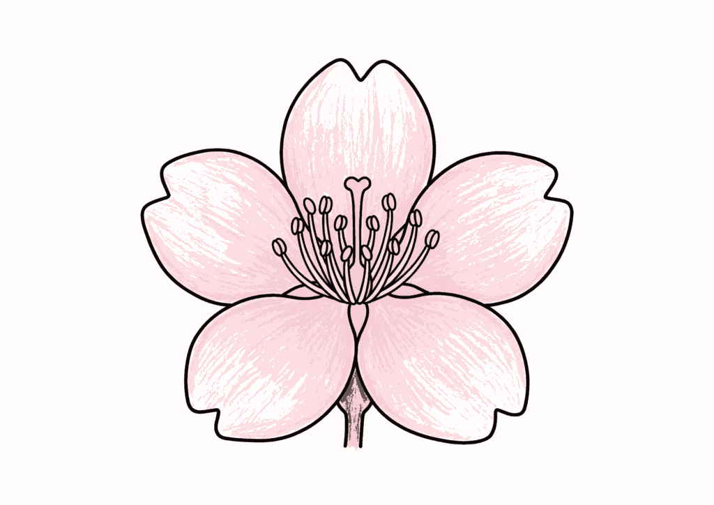 サクラの花の塗り絵 カラー見本