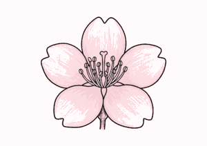 サクラの花の塗り絵 カラー見本
