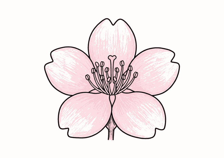 サクラの花の塗り絵イラスト