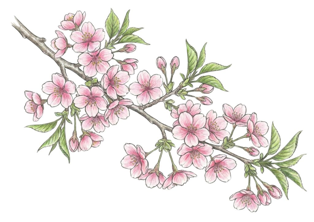 春の花・サクラ（桜）の塗り絵イラスト カラー見本（無料・印刷OK）