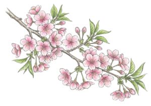 春の花・サクラ（桜）の塗り絵イラスト カラー見本（無料・印刷OK）