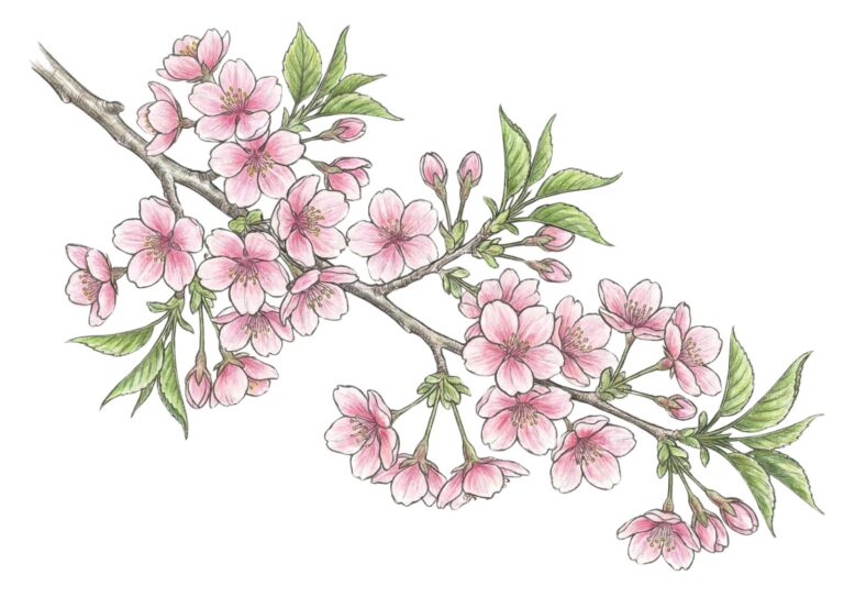春の花・サクラ（桜）の塗り絵イラストの塗り絵イラスト