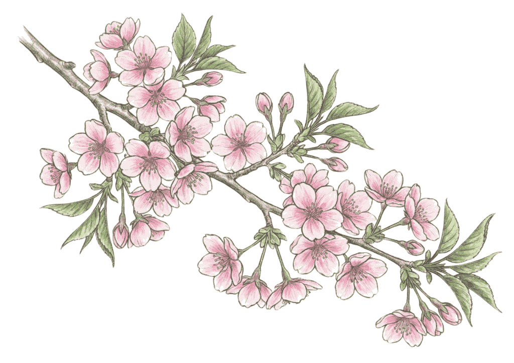 サクラ（桜）の塗り絵画像｜無料ダウンロードできる高齢者向け春の塗り絵イラスト白黒フリー画像素材