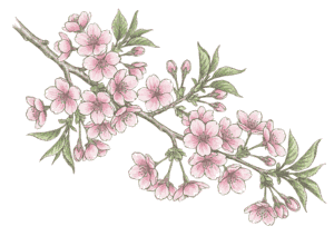 サクラ（桜）の塗り絵画像｜無料ダウンロードできる高齢者向け春の塗り絵イラスト白黒フリー画像素材