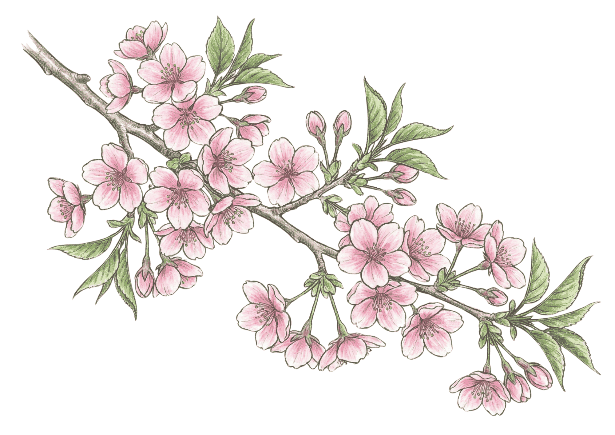 サクラ(桜)の塗り絵画像|無料ダウンロードできる高齢者向け春の塗り絵イラスト白黒フリー画像素材