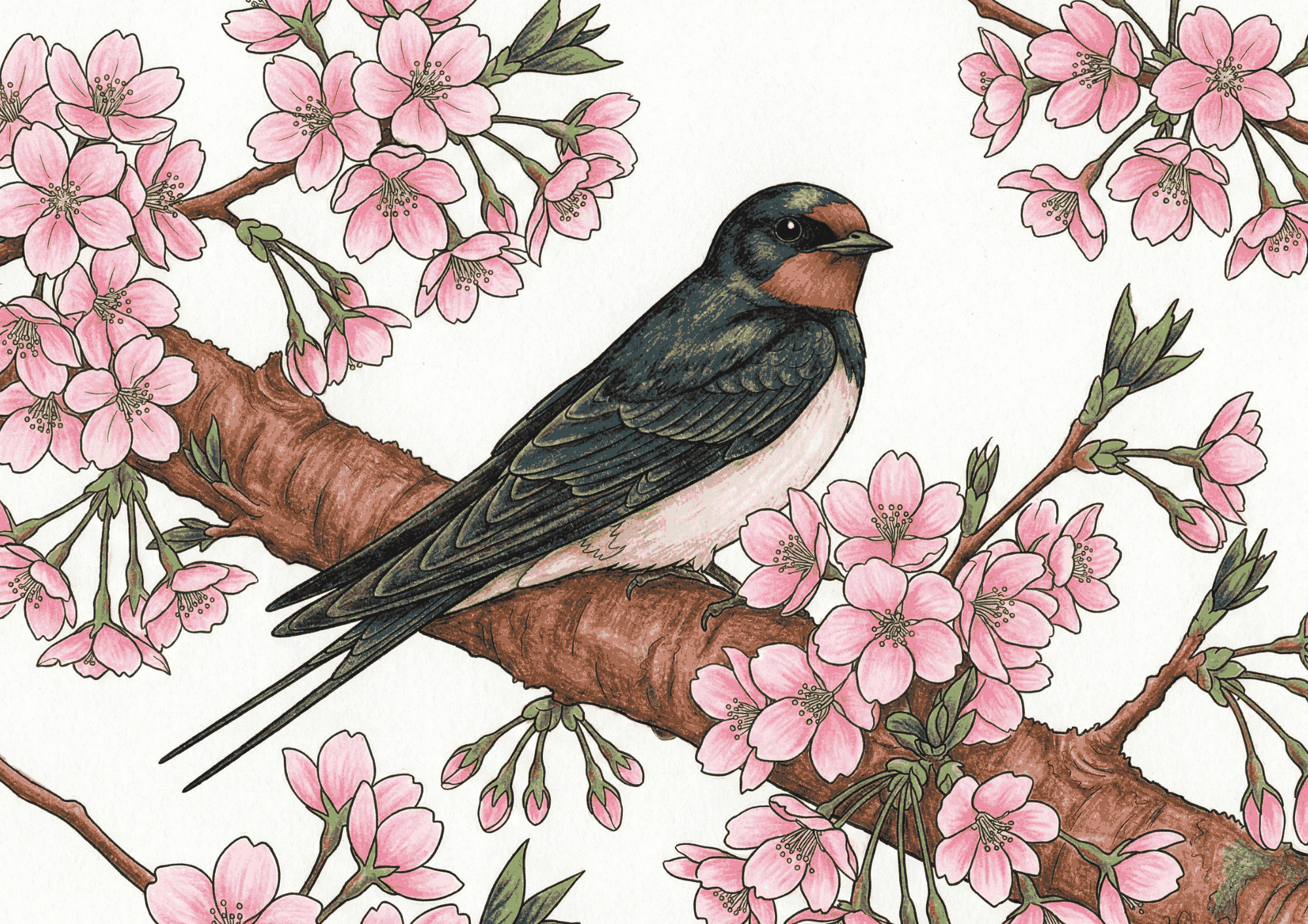 桜とつばめの無料塗り絵イラスト素材|大人向け春のフリー画像ダウンロード