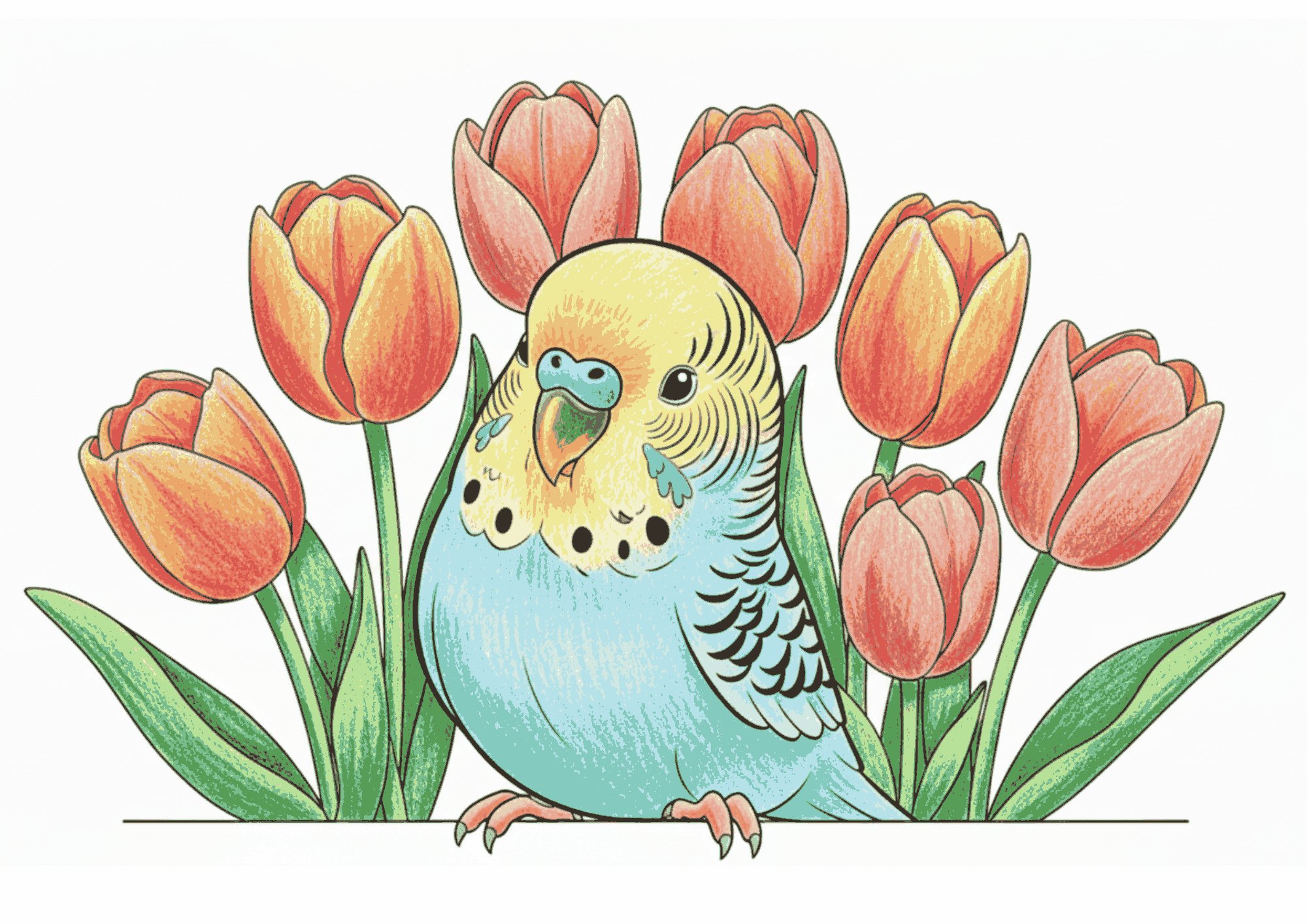 セキセイインコとチューリップの無料ぬりえイラスト｜高齢者向け｜春の花｜色鉛筆仕上げ｜ダウンロード
