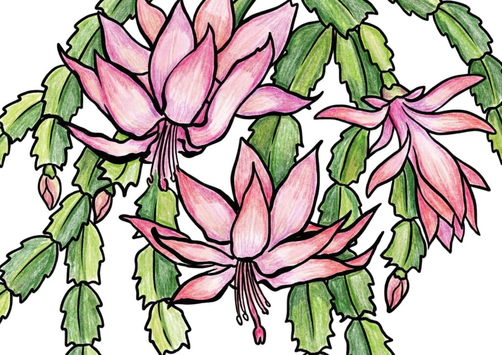 シャコバサボテンの花の塗り絵イラスト カラー見本（無料・印刷OK）