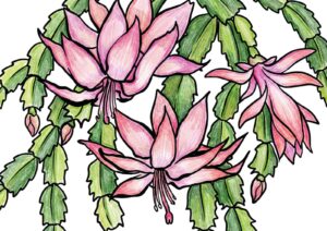 シャコバサボテンの花の塗り絵イラスト カラー見本（無料・印刷OK）
