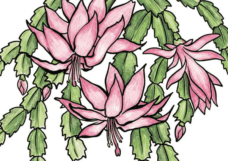 シャコバサボテンの花の塗り絵イラスト