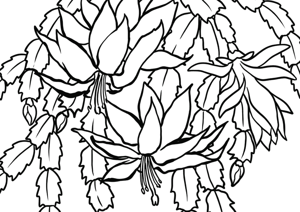 シャコバサボテンの花塗り絵イラストフリー画像素材の塗り絵 白黒 無料ダウンロード 印刷用