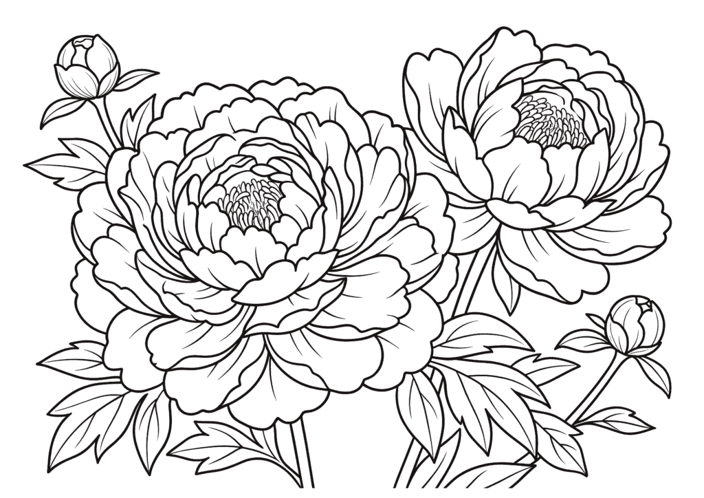 芍薬(シャクヤク)の塗り絵イラスト 白黒線画|無料ダウンロード・印刷用ぬりえ