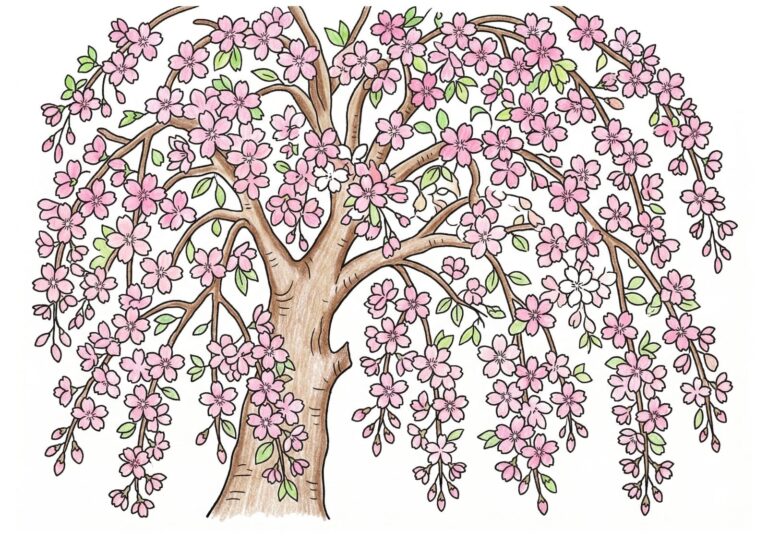 枝垂れ桜（シダレザクラ）の塗り絵イラスト