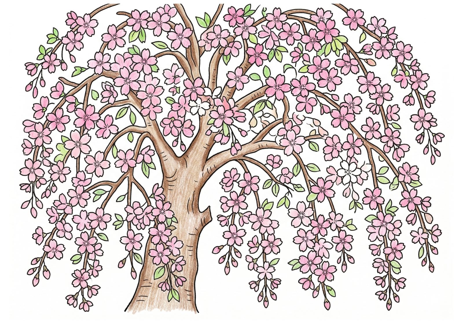 枝垂れ桜(シダレザクラ)の塗り絵イラスト カラー見本(無料・印刷OK)