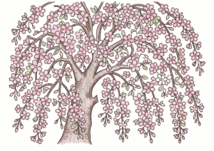 shidarezakura nurie color 20260326