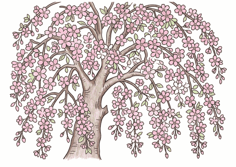 枝垂れ桜（シダレザクラ）の塗り絵イラスト