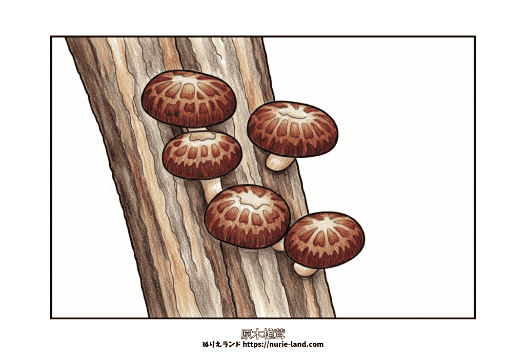 しいたけの塗り絵|秋の味覚を楽しめる高齢者向け無料ダウンロード素材。太めの黒線で塗りやすく、見本付きでちぎり絵の下絵にも最適