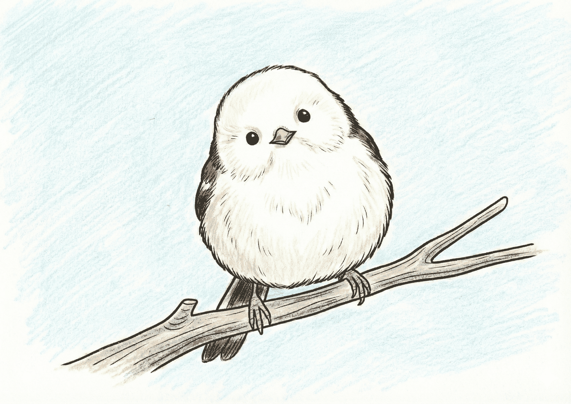 シマエナガの塗り絵イラスト|高齢者向け無料素材|かわいい冬の鳥|フリー画像|塗り絵素材