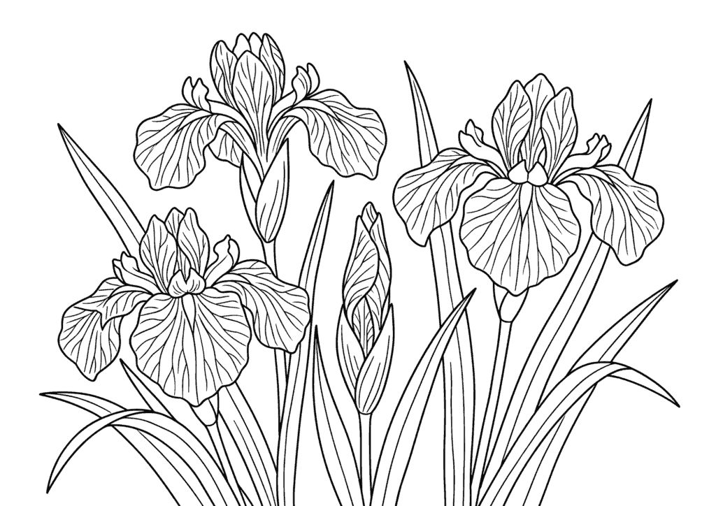 菖蒲(ショウブ・アヤメ)の塗り絵イラスト 白黒線画|無料ダウンロード・印刷用ぬりえ