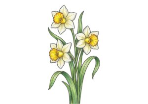 簡単な水仙の塗り絵イラスト カラー見本（無料・印刷OK）