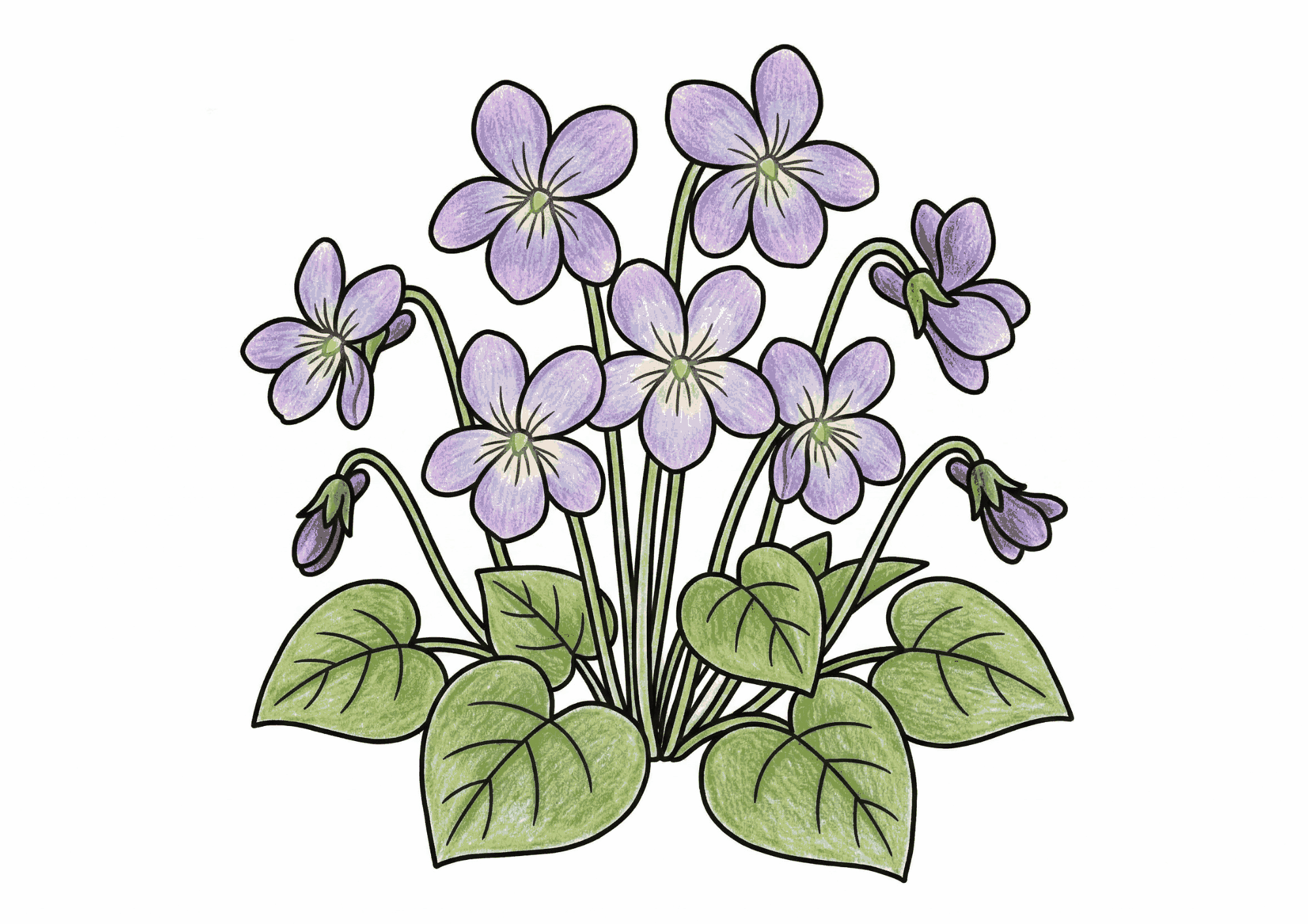 スミレ(菫)の塗り絵 カラー見本 春の野道に咲く淡い紫色の花
