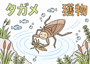 タガメの塗り絵イラスト