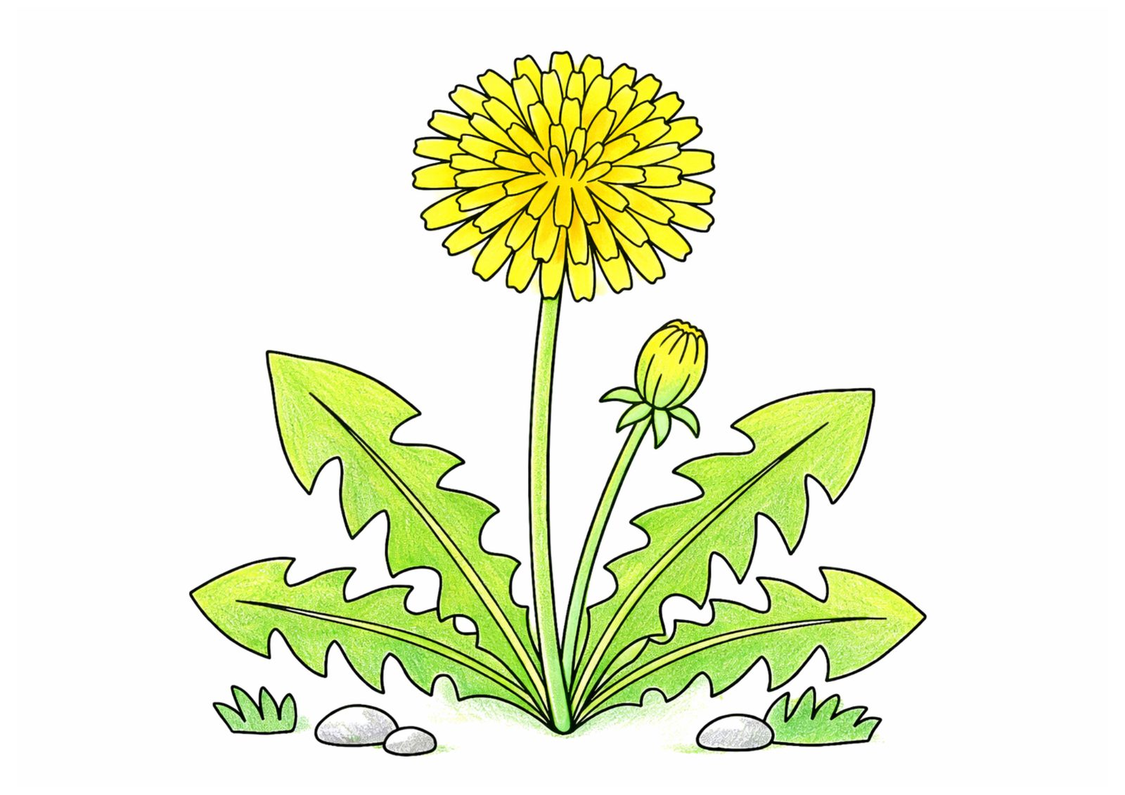 蒲公英（タンポポ）の塗り絵イラスト カラー見本（無料・印刷OK）