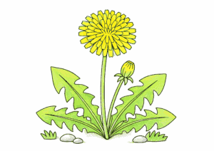 蒲公英（タンポポ）の花の塗り絵 カラー見本