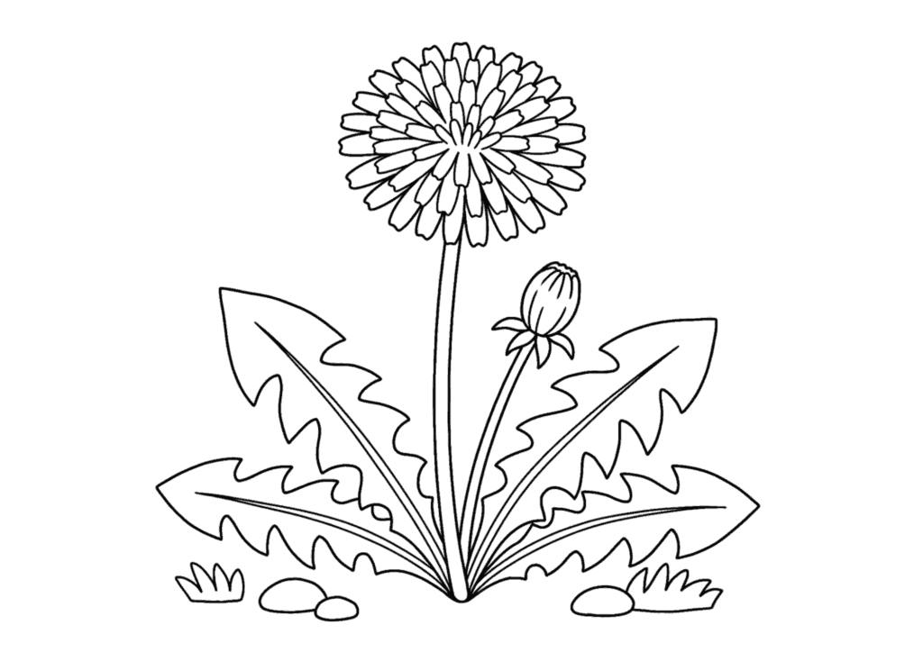 蒲公英（タンポポ）の花の塗り絵 白黒線画