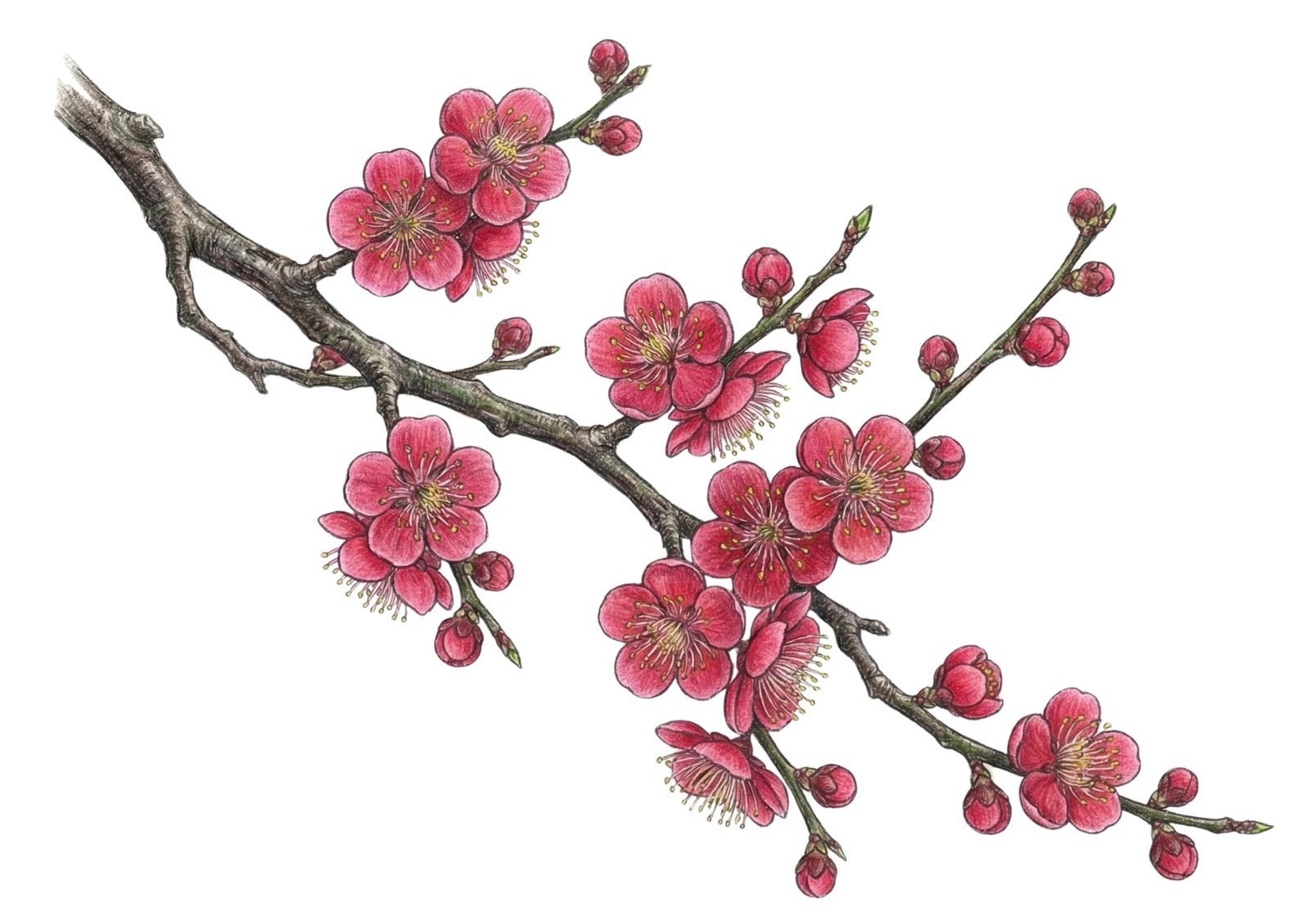 梅の花の塗り絵イラスト カラー見本（無料・印刷OK）