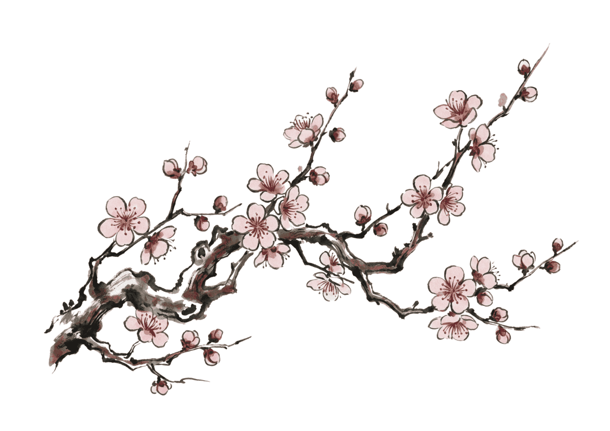 梅の花のイラスト|無料ダウンロード|塗り絵イラスト|フリー画像|素材