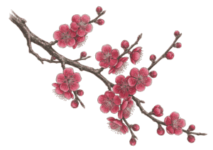 梅の花の塗り絵画像｜無料ダウンロードできる高齢者向け春の塗り絵イラスト白黒フリー画像素材
