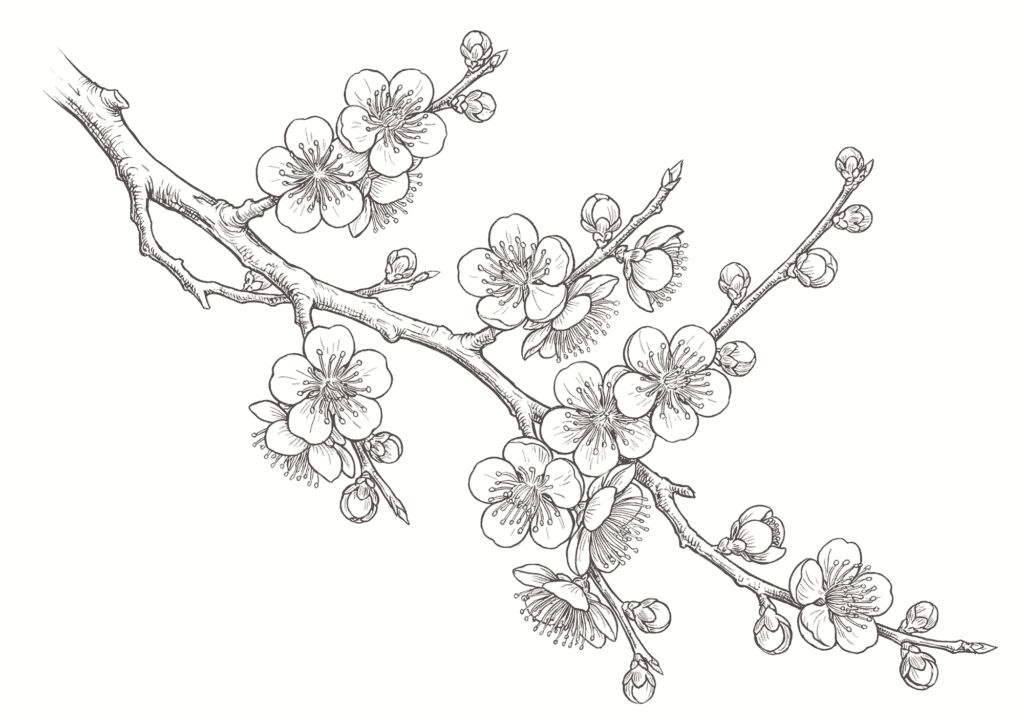 春の花・梅の花の塗り絵 白黒 無料ダウンロード 印刷用