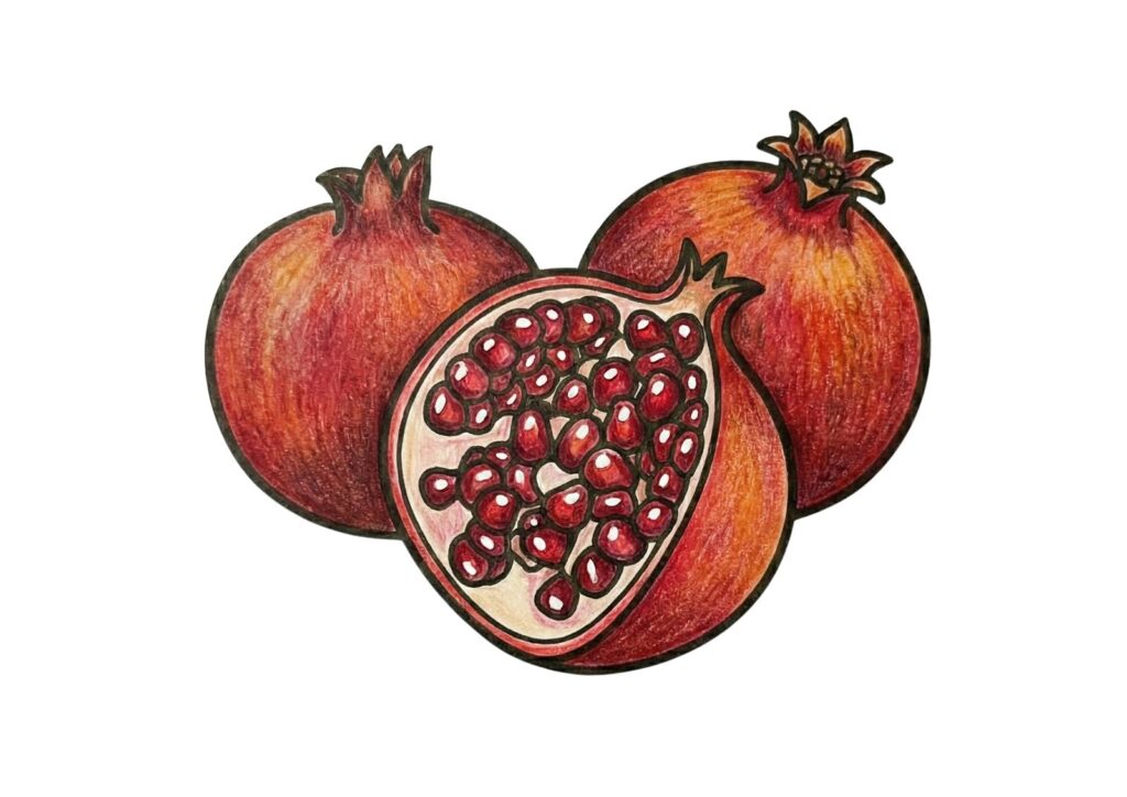 柘榴の塗り絵イラスト カラー見本（無料・印刷OK）