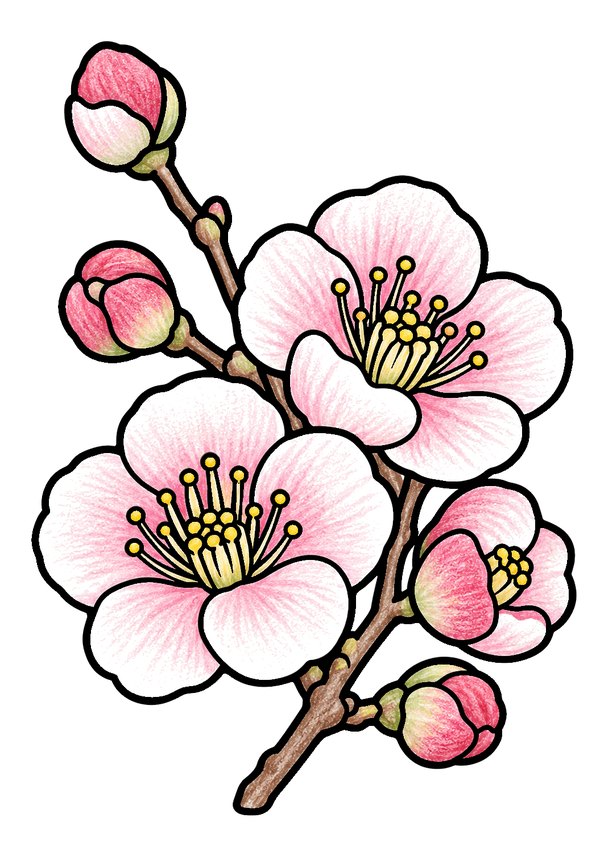 うめのぬりえ 塗り見本