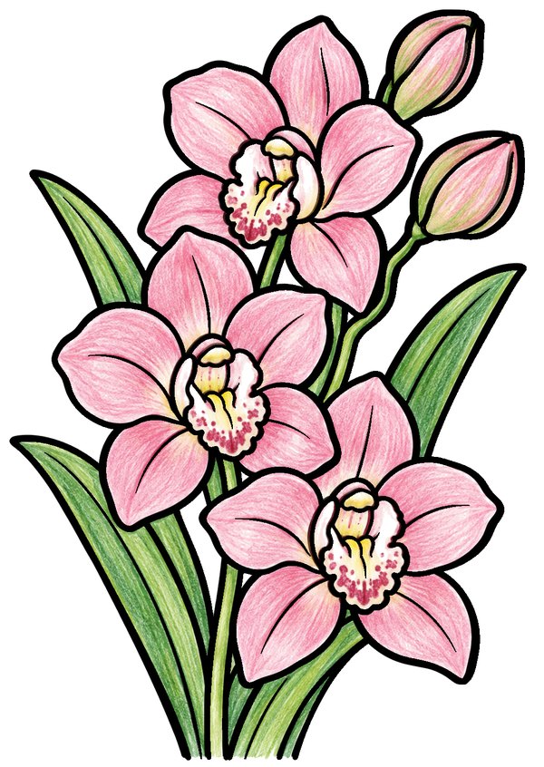 シンビジウムのぬりえ 塗り見本