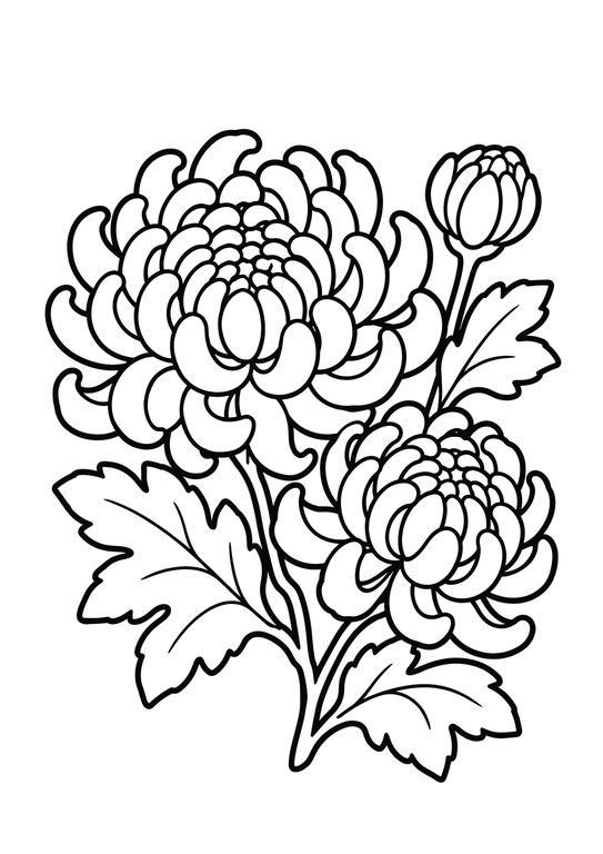 きくのぬりえ 線画