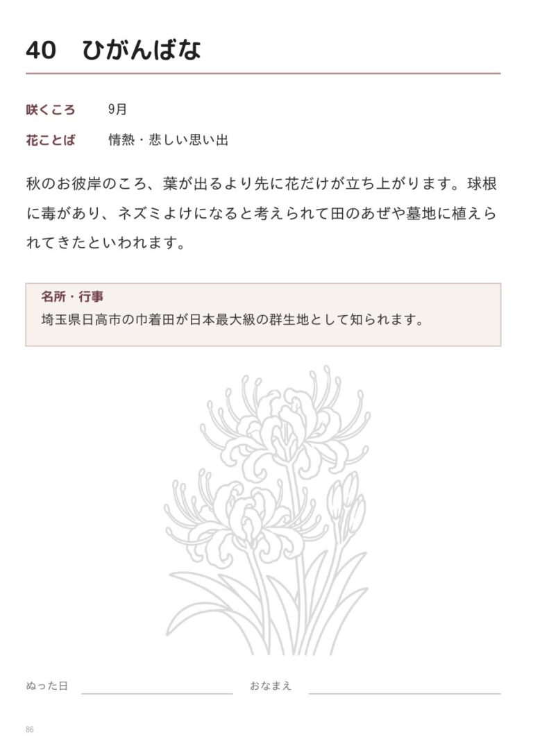 ひがんばなの裏面(咲くころ・花ことば・豆知識)