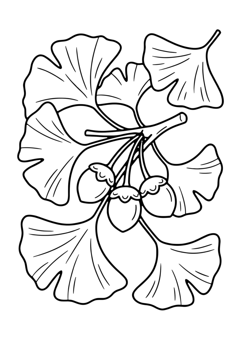 大きないちょうの葉とぎんなんの塗り絵（白黒線画）