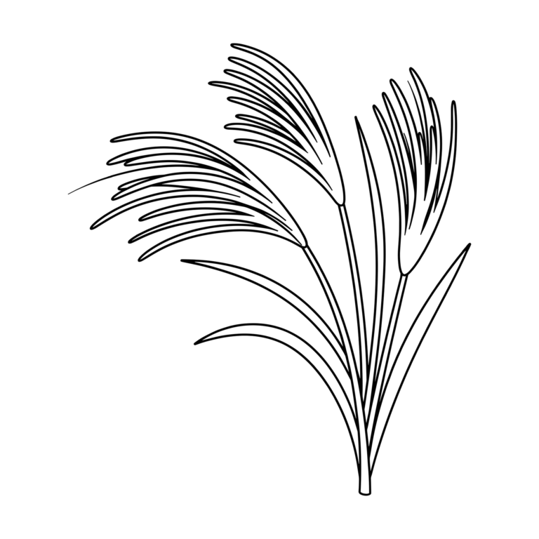 すすきのイラスト（線画）｜壁面かざり用・背景透過PNG