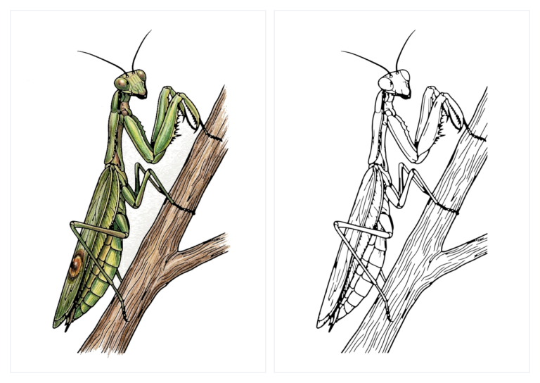 枝にとまるカマキリの塗り絵