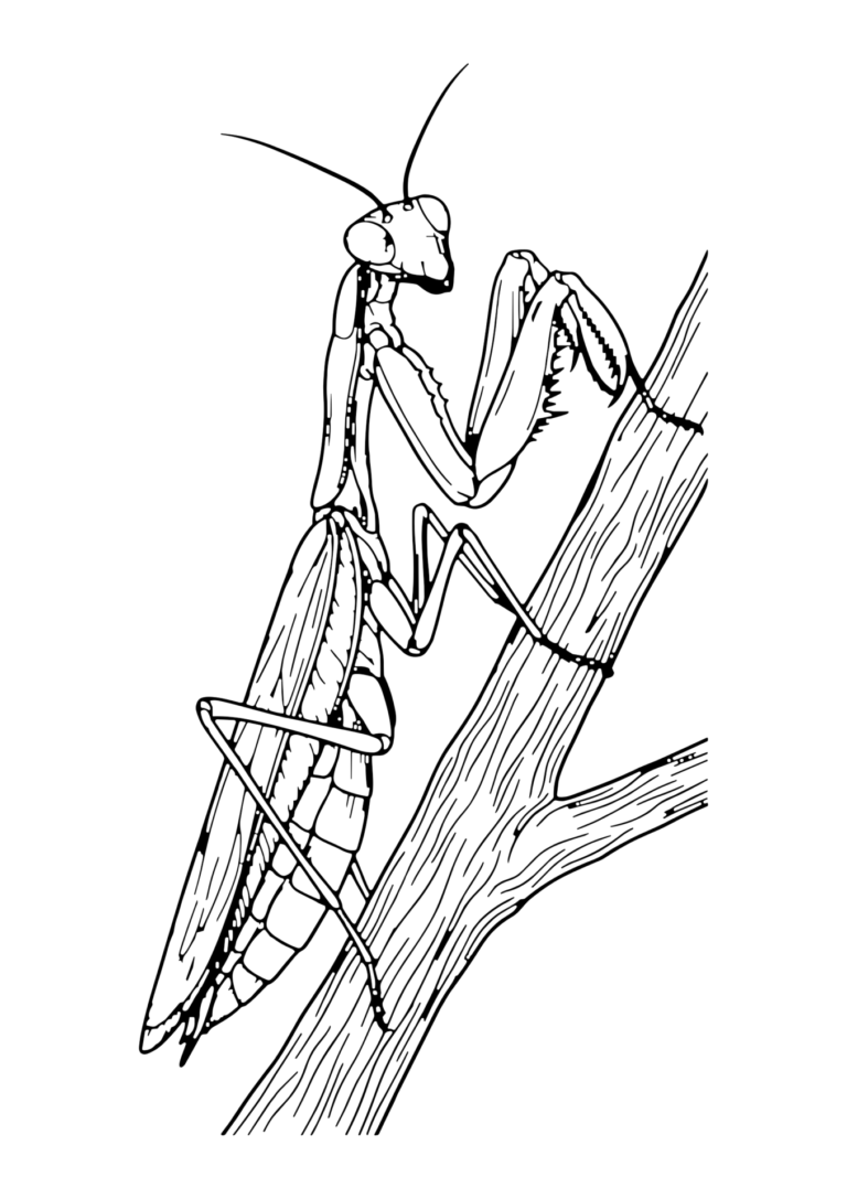 枝にとまるカマキリの塗り絵(白黒線画)